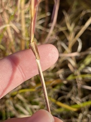 Andropogon virginicus virginicus