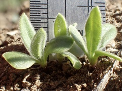 Osteospermum calendulaceum