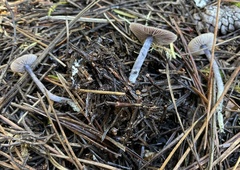 Nitida