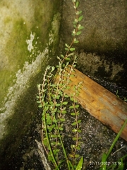 Euphorbia thymifolia