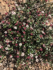 Platysace lanceolata