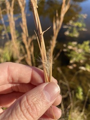 Andropogon virginicus virginicus
