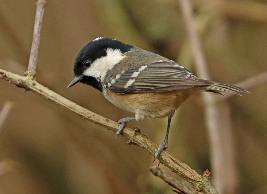 Coal Tit (British)