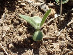 Osteospermum calendulaceum