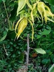 Cananga