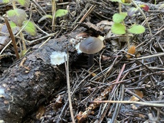 Nitida