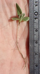 Osteospermum calendulaceum