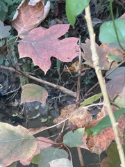 Hydrangea quercifolia