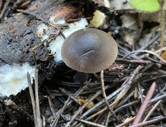 Nitida
