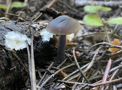 Nitida