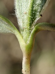 Osteospermum calendulaceum
