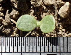 Osteospermum calendulaceum