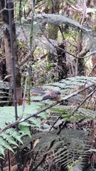 Rhipidura fuliginosa fuliginosa