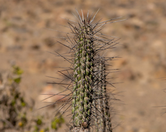 Eulychnia breviflora