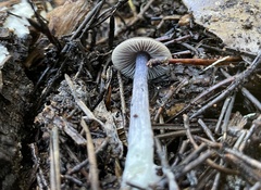 Nitida