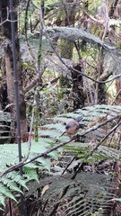 Rhipidura fuliginosa fuliginosa