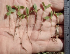 Osteospermum calendulaceum