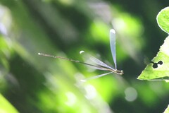 Mecistogaster modesta