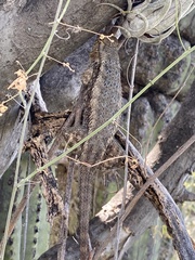 Sceloporus