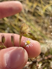 Symphyotrichum subulatum
