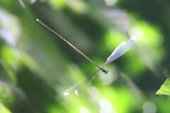 Mecistogaster modesta