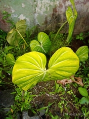 Alocasia cucullata