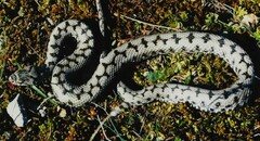 Vipera aspis zinnikeri