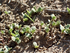 Osteospermum calendulaceum
