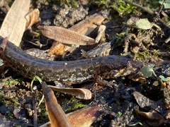 Desmognathus conanti