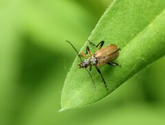 Cortodera femorata