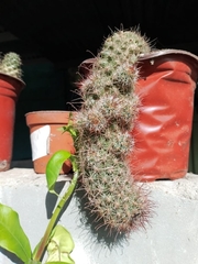 Mammillaria mazatlanensis