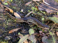 Desmognathus conanti