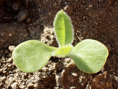 Osteospermum calendulaceum