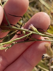 Symphyotrichum subulatum