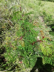 Vachellia cornigera