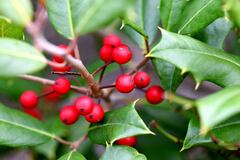 Ilex