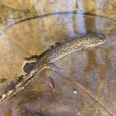 Desmognathus conanti