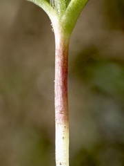 Osteospermum calendulaceum