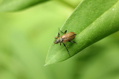 Cortodera femorata