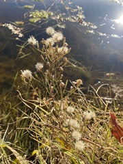 Symphyotrichum subulatum