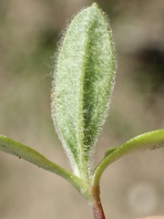 Osteospermum calendulaceum