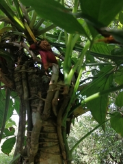 Syngonium angustatum