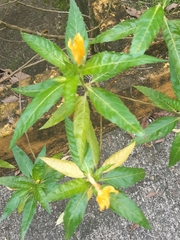 Ludwigia hexapetala
