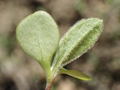 Osteospermum calendulaceum