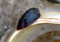 Crepidula convexa