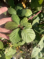 Rubus armeniacus