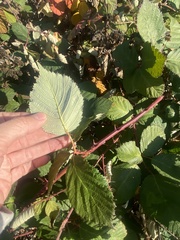 Rubus armeniacus