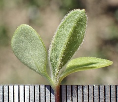 Osteospermum calendulaceum