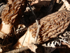 Morchella septentrionalis