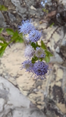 Eupatorieae